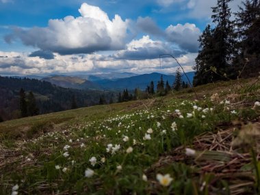 Çiçekleri ve yeşil otları olan güzel dağ manzarası