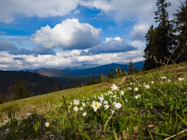 Çiçekli güzel bahar çayırı