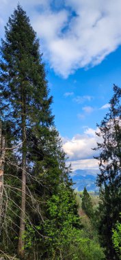 Mavi gökyüzü ile yeşil bir dağın tepesinden manzara