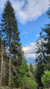 Arkasında bir dağ olan güzel bir manzara.