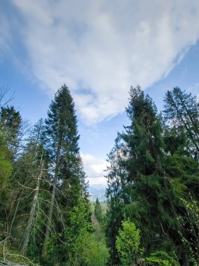 Ormanın güzel manzarası
