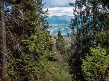 İlkbaharda Slovakya 'da güzel bir dağ ormanı manzarası