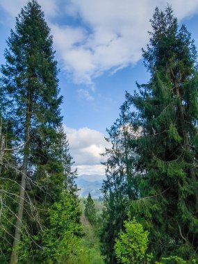 Yeşil ağaçları ve mavi gökyüzü olan güzel bir manzara.
