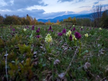 Çiçek tarlası olan güzel bir manzara