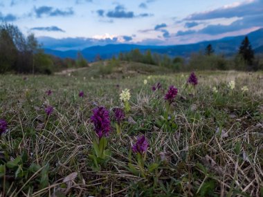 dağlarda güzel bahar çiçekleri