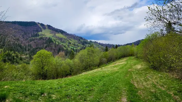 ilkbahar manzarası, ağaçlı ve dağ sıralı yeşil çayır..