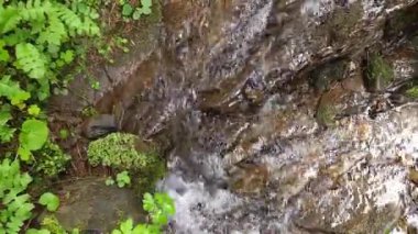 Ormanda güzel bir şelale