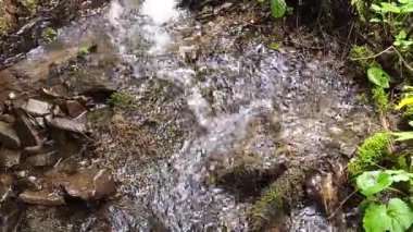 Ormanda şelale. Doğadaki şelale.