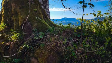 Yeşil yapraklı ağaç gövdesi