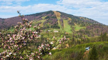 Köydeki bahar bahçesinde çiçek açan kiraz ağaçları. Karpatlar, Ukrayna
