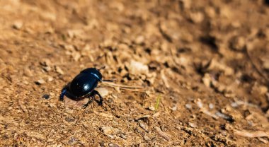 Siyah böcek yerde.