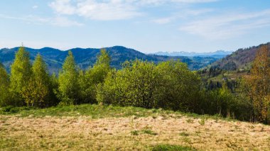 Baharda Yeşil Orman