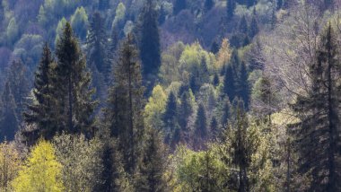 İsviçre Alplerinde sonbahar, İsviçre