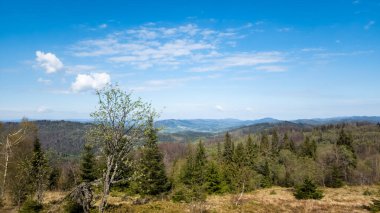 Mavi gökyüzü ve yeşil ağacı olan güzel bir dağ manzarası. Karpatlar 'da bir fotoğraf..
