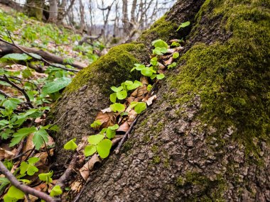 Küçük bir kütük, yosun ve küçük bir gövde. Kapat..