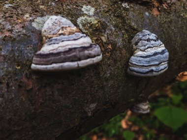 Ağaç gövdesindeki mantarların yakın plan çekimi.