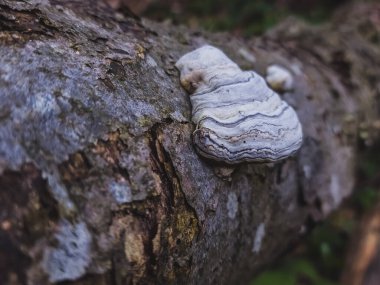 Bir ağaç gövdesinin yakın plan çekimi.