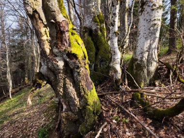 Bahar ormanlarında ağaç gövdeleri