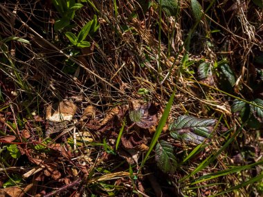 Ormandaki kuru yaprakların dikey seçici odak noktası.