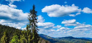 Ormanın güzel manzarası