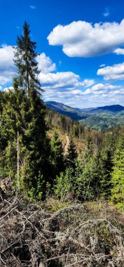 Arkasında dağ olan güzel bir orman.