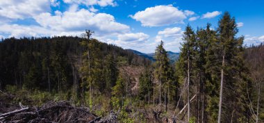 Yukarıdan orman manzarası