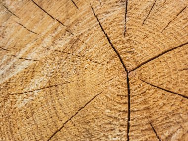 Yaşlı ağaç gövdesi yakın.