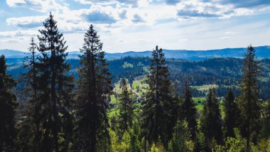 Çam ormanlı güzel dağ manzarası