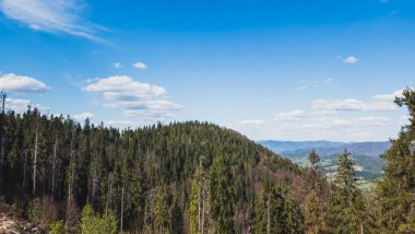 Ağaçlar ve dağlarla dolu güzel bir yaz manzarası