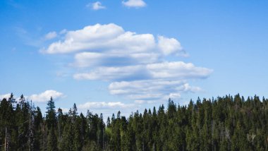 Mavi gökyüzünün altında güzel bir ağaç manzarası