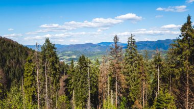 Yazın tepeden dağın zirvesine kadar Kozzze dağlarının manzarası.