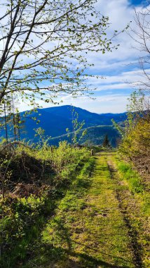 Ağaçlı ve yeşil yapraklı güzel sonbahar manzarası