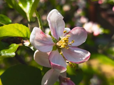 İlkbaharda elma çiçeği