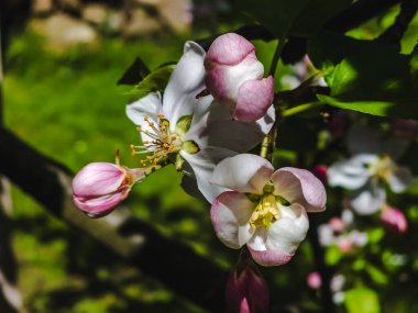 Bloom elma çiçekleri