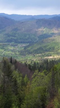 Ormanın güzel manzarası