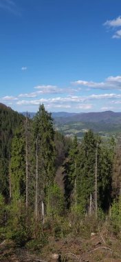 Ağaç ve ormanlı bir dağ manzarasının dikey görüntüsü.