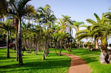 palmiye ağaçları ile güzel bir tropik bahçe