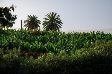 Bahçedeki palmiye ağacı