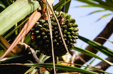 Yeşil yapraklardaki olgun hindistan cevizi manzarasını kapat
