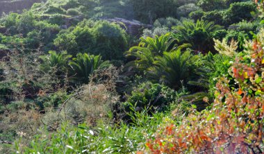 Tropik bölgelerde güzel tropikal ormanlar