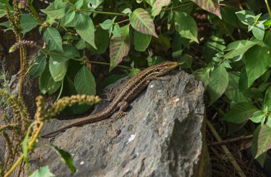 Doğadaki kertenkele
