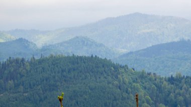 güzel yeşil dağ manzarası