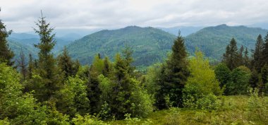 Dağlardaki yeşil orman