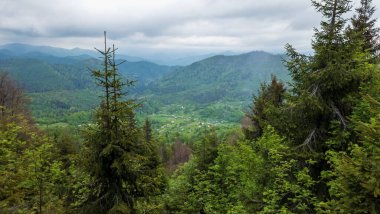 Arkasında dağlar olan güzel yeşil orman..