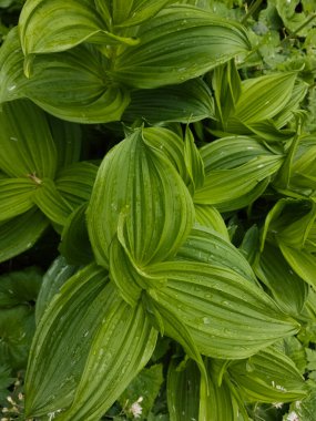 Bahçedeki bir bitkinin yeşil yaprakları