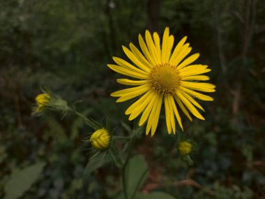 Arka planı bulanık sarı bir çiçeğin yakın çekimi.