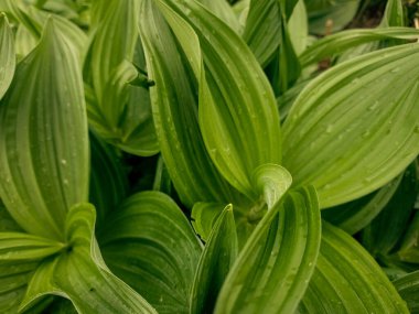 Bahçedeki nilüferlerin yeşil yaprakları