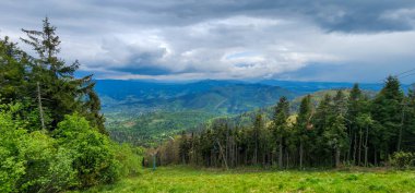 Karpat Dağları, Ukrayna. Ormandaki yaz manzarası.