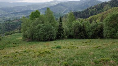 Ukrayna Karpatlarının yeşil dağları.