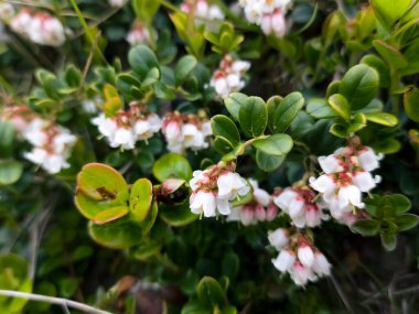 Bahçedeki çiçekler